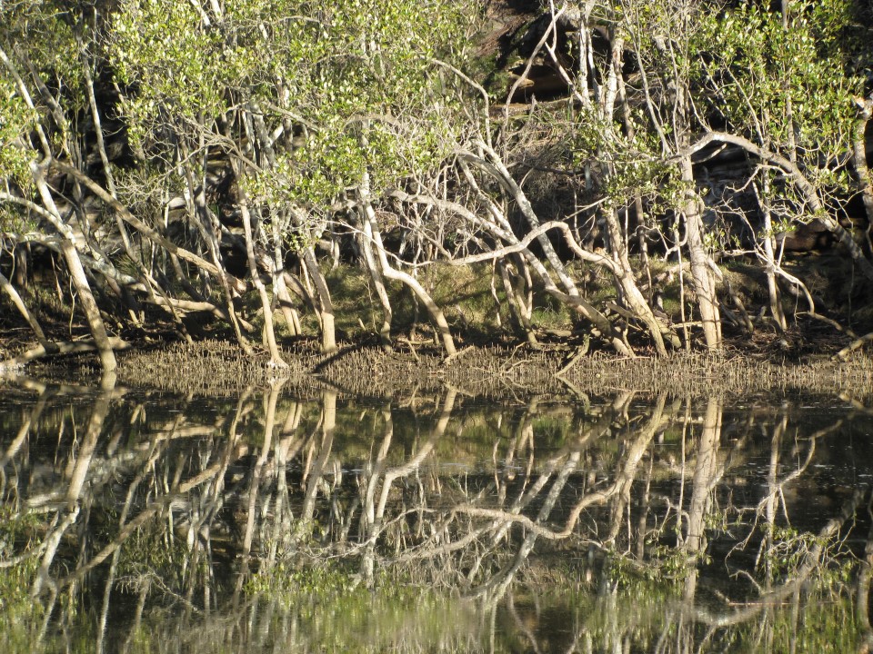 Garigal National Park mangroves